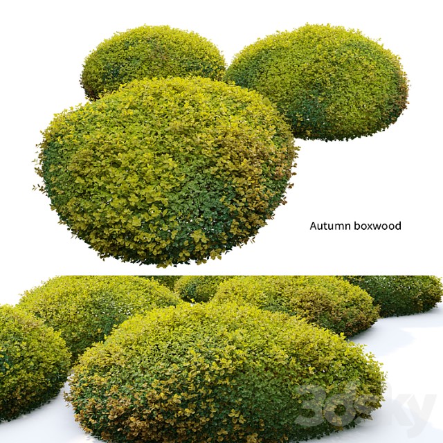 Autumn Boxwood