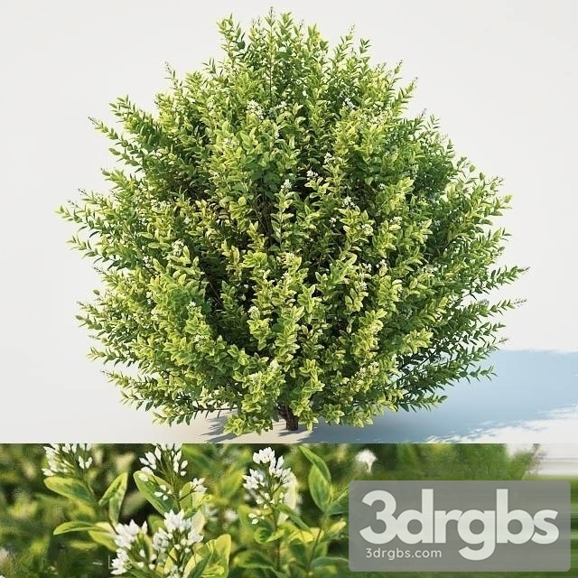 Ligustrum ovalifolium Large