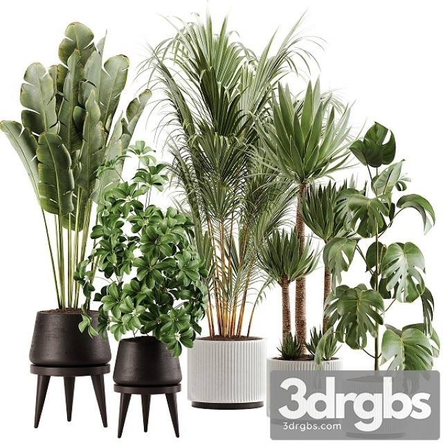 Indoor Plant Set 1322