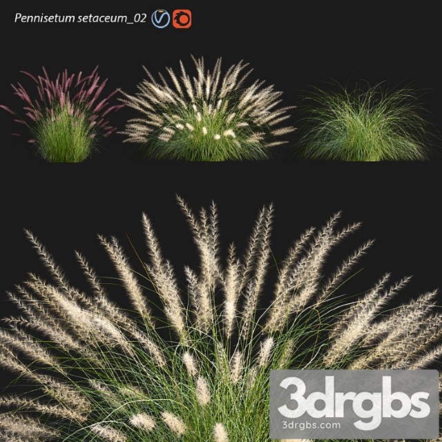 Pennisetum setaceum 02