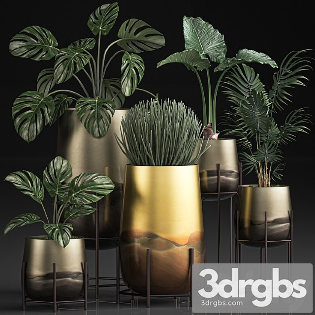 Collection of plants in luxury gold pots on legs with monstera, palm, hovea, alokasia, sansevieria. set 544.