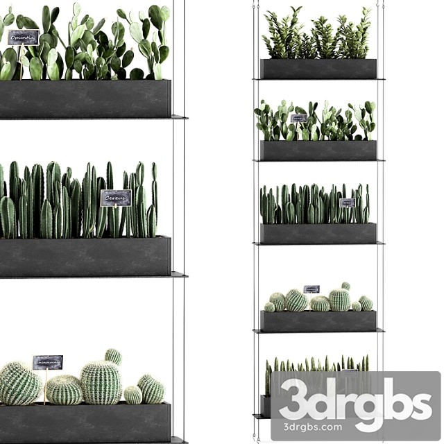 Vertical gardening home garden flower shelf with prickly pear cacti, cereus, phytostena, phytomodule. set 66