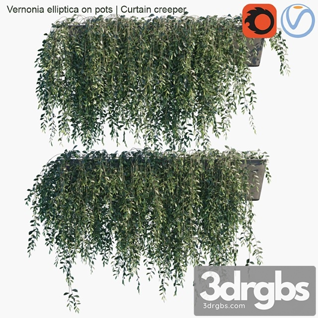 Vernonia Elliptica On Pots Curtain Creeper