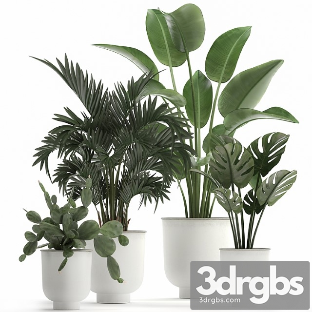 Collection of indoor plants in white vases with monstera, cactus, strelitzia, hovea,palm, cactus. set 927.