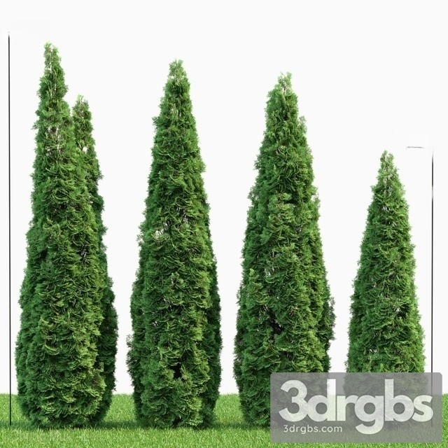 Thuja Danica 2