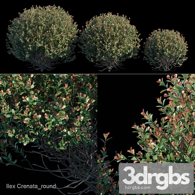 Ilex crenata Round bush