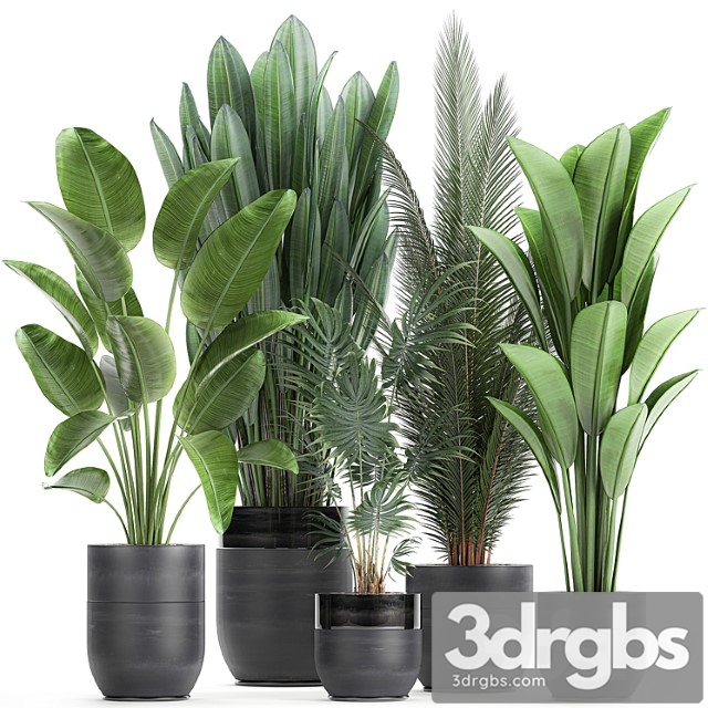 Collection of small plants in black pots with strelitzia, banana, coconut palm, hovea. set 726.