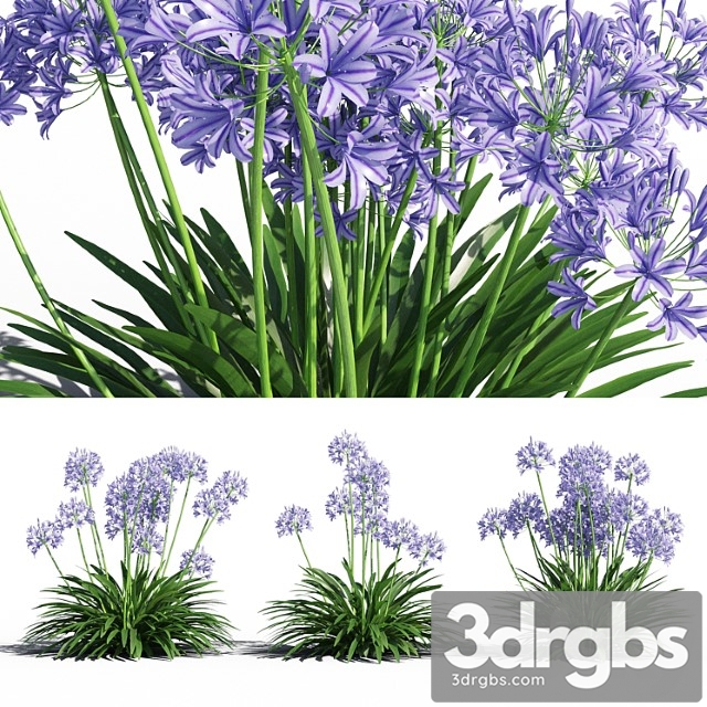 Agapanthus