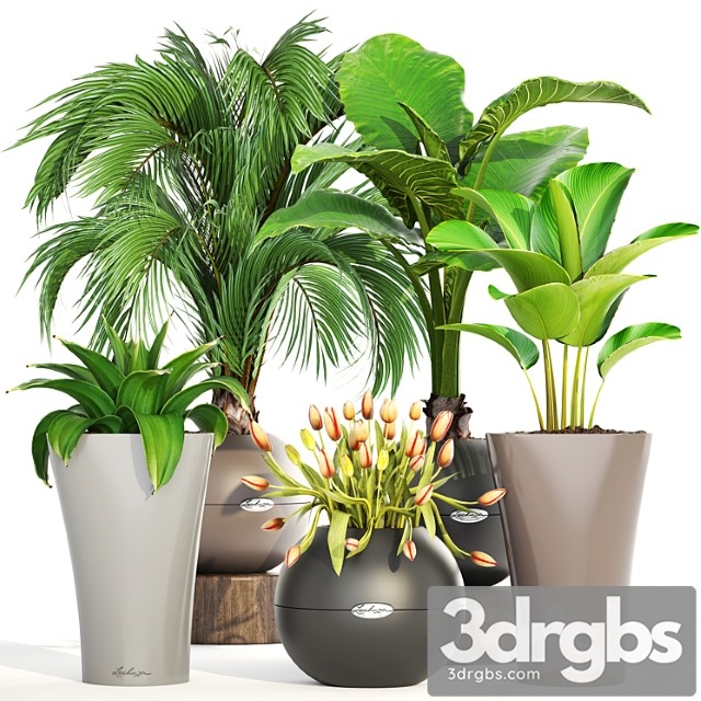 Collection of plants 191. decorative palm tree, alocasia, tulip, agave, pot, flower, calathea, round flowerpot