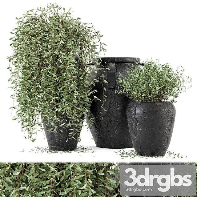 Outdoor plants tree in rusty concrete pot - set 2