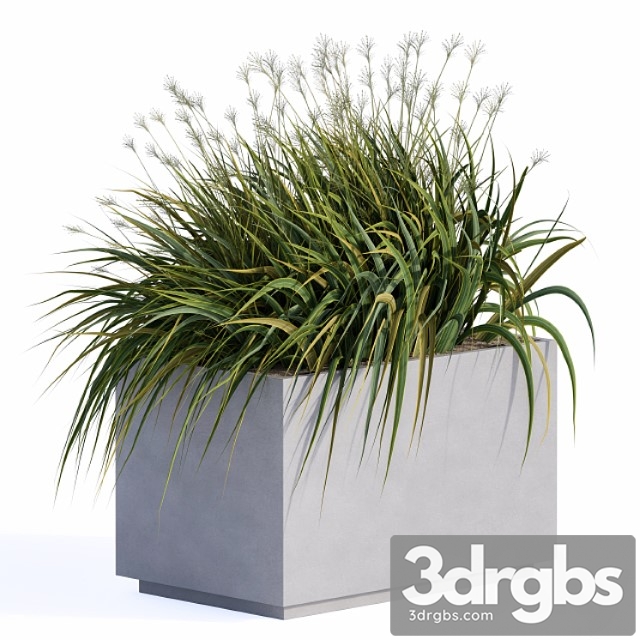 Windy Grass And Plants In Concrete Box