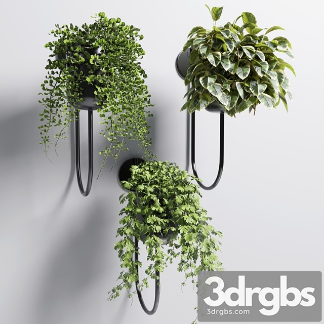 Collection indoor plant 101 vase metal stand wall plant