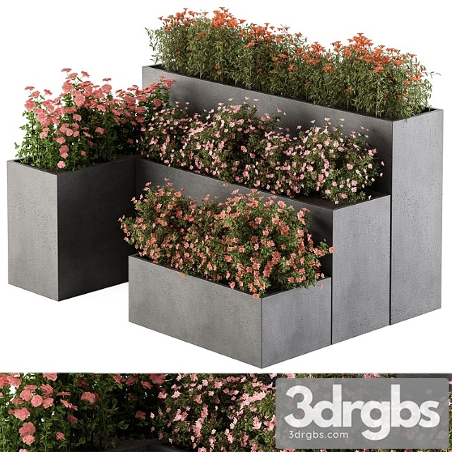 Flower box - outdoor plants 436