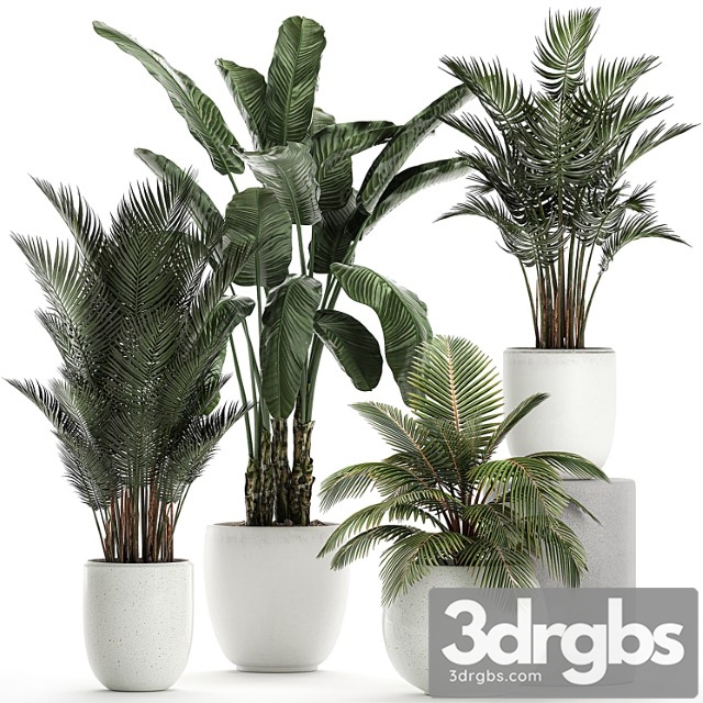 Collection of small palm plants in white pots with banana palm, hovea, coconut, strelitzia. set 674.