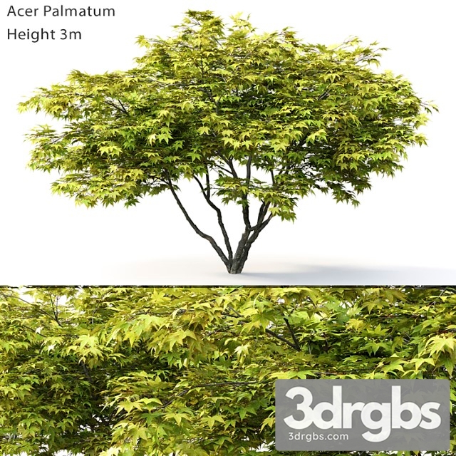 Acer Palmatum 2