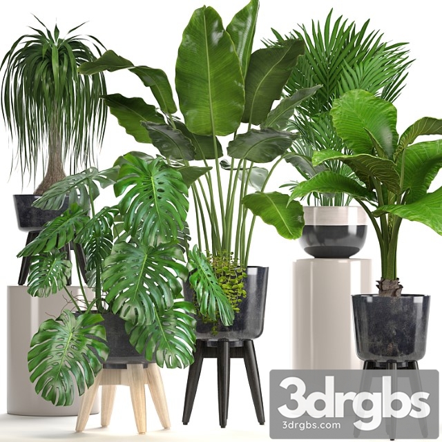Collection of plants. indoor plants, banana, monstera, palm, alocasia, dracaena, strelitzia