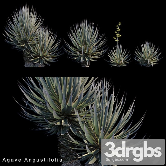 Agave angustifolia