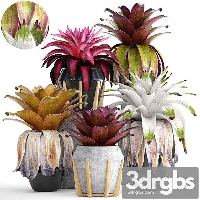 Collection of plants 153. bromelia, bush, plants, pot, flowerpot, bromeliad, botanical, garden, decorative, tropical