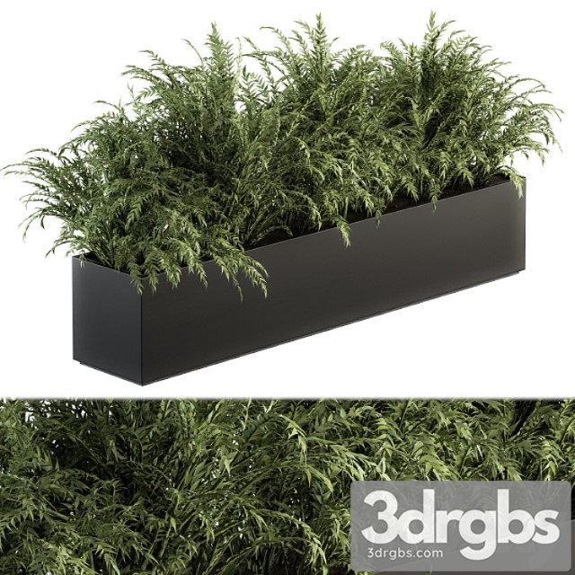 Outdoor plant set 232 - polypodiales in plant box