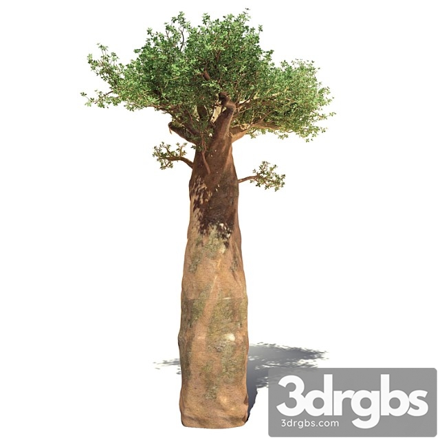 Madagaskar baobab