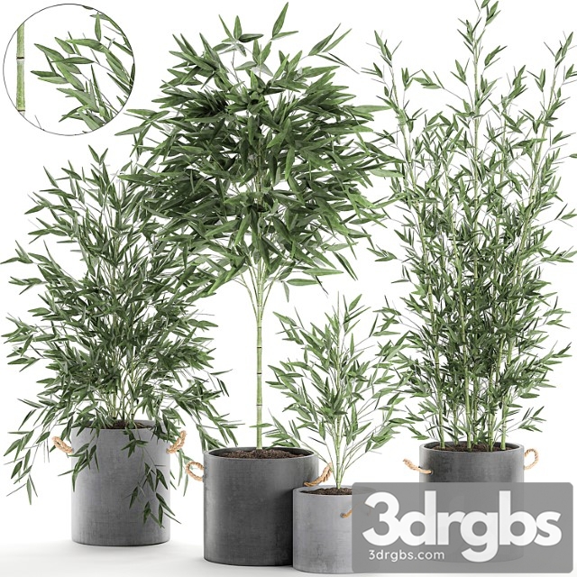 A collection of beautiful small lush bamboo bushes in concrete pots with bamboo handles. set 596.