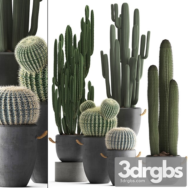 Collection of Plants 411 Cactus Set Echinocactus Cereus Carnegia Barrel Cactus Indoor Plants Concrete Pot Outdoor