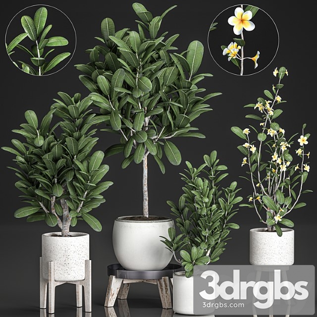 Plant Collection 560 Plumeria Frangipani Flower Ornamental Tree Indoor plants White Flowerpot
