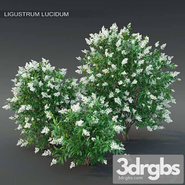 Ligustrum flowering №2