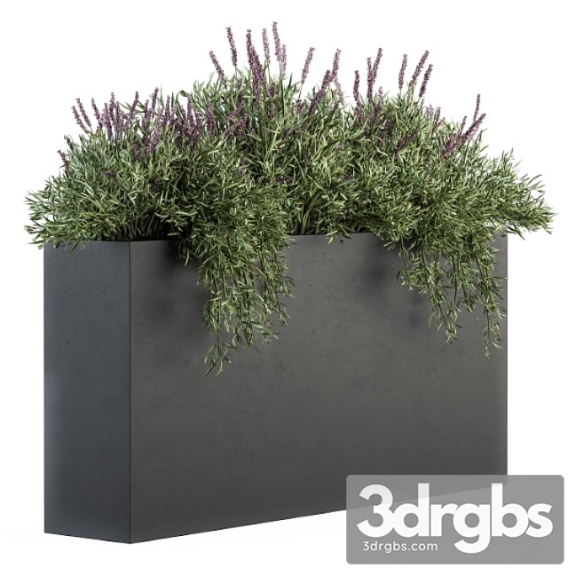 Outdoor plant set 163 - plant box laveneder