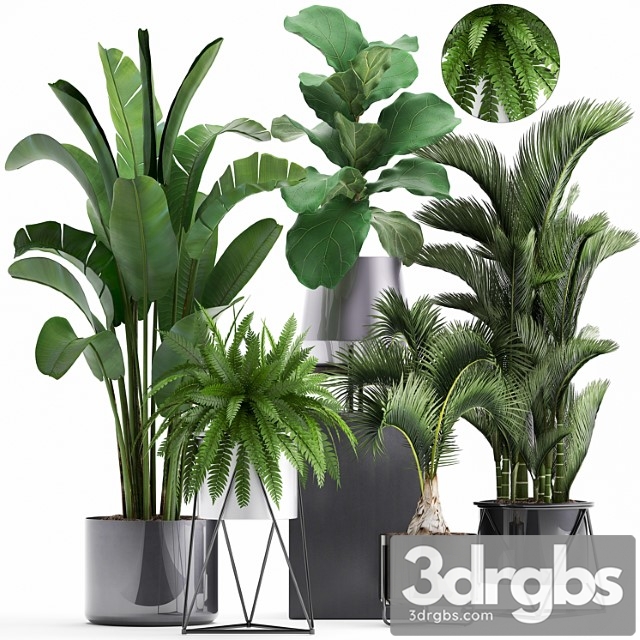 Plant collection 290. indoor plants, ficus lyrata, dipsis, palm tree, fern, black pot, flowerpot, strelitzia, luxury decor, thickets