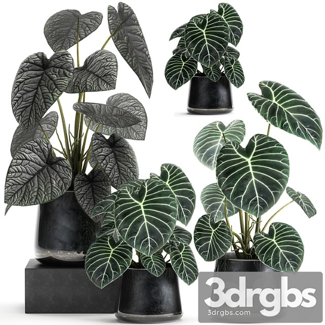 A collection of beautiful small exotic flowers in black metal pots anthurium crystal. set 885