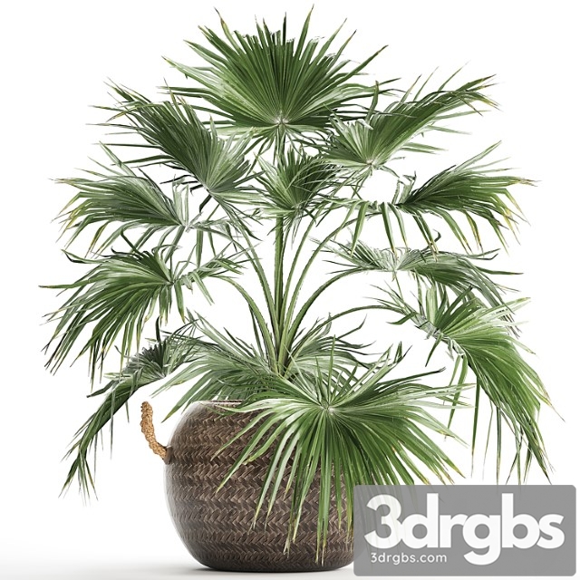 Beautiful lush small decorative indoor fan palm in a round basket pot rattan. set 433.