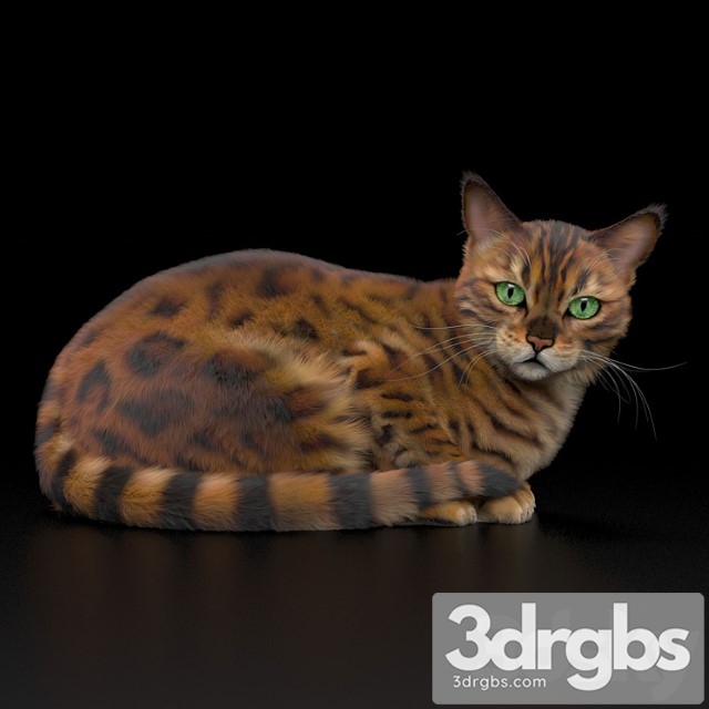 Bengal Cat