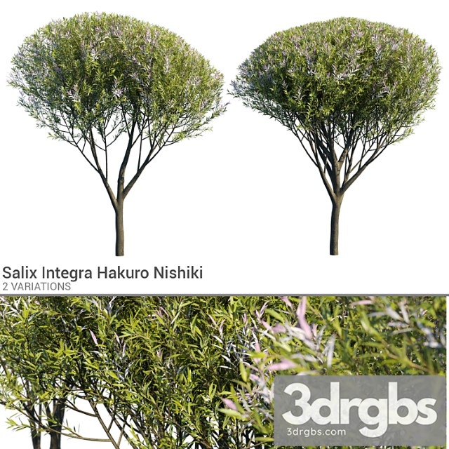 Salix Integra Hakuro Nishiki