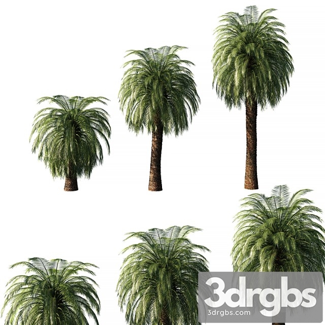 Macrozamia moorei palm tree