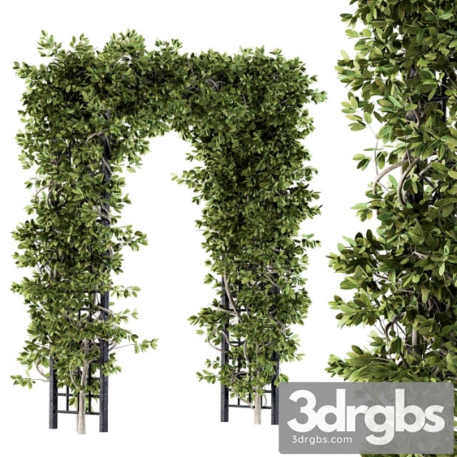 Outdoor plant set 121 - pergola ivy