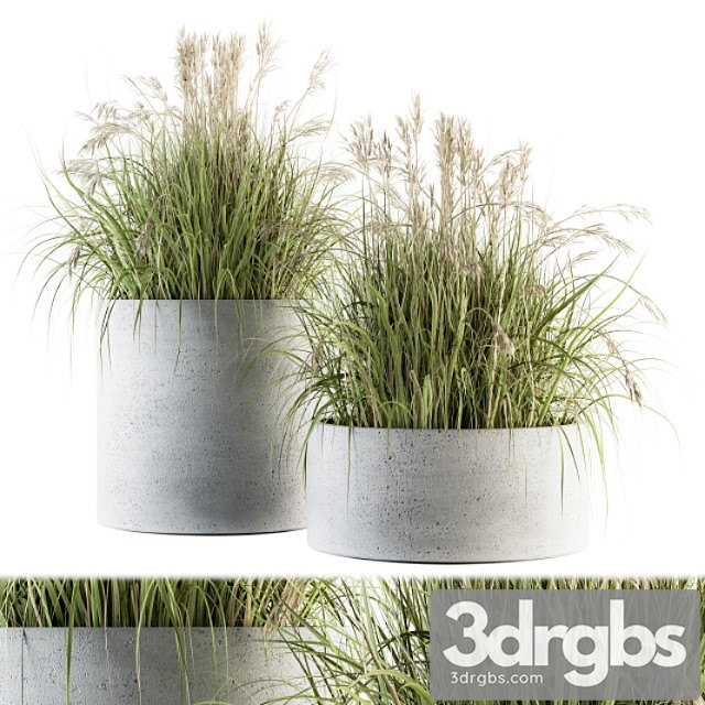 Indoor Plant Set 139 Indian Grass