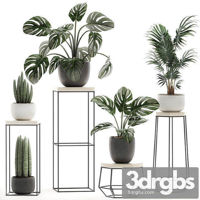 A collection of small plants in pots on tables with stands from monstera, hovea, palm, sansevieria. set 523.
