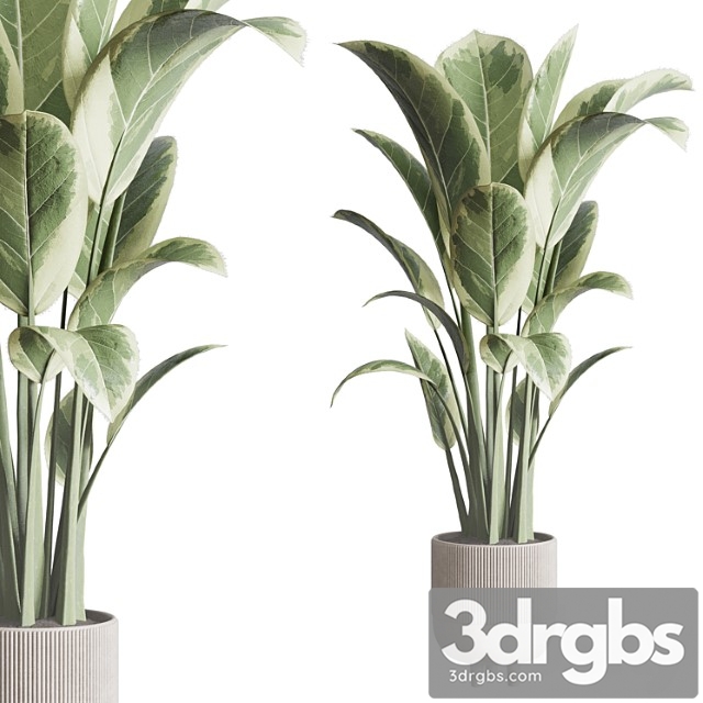 Ficus elastica pot indoor outdoor plant 296 concrete dirt vase