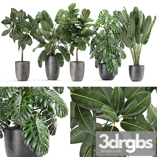 Collection of plants in black pots with ficus tree, banana, monstera, strelitzia. set 1053.