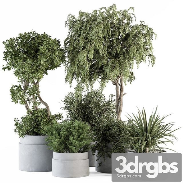 Indoor Plant Set 341 Tree and Plant Set in Gray Pot