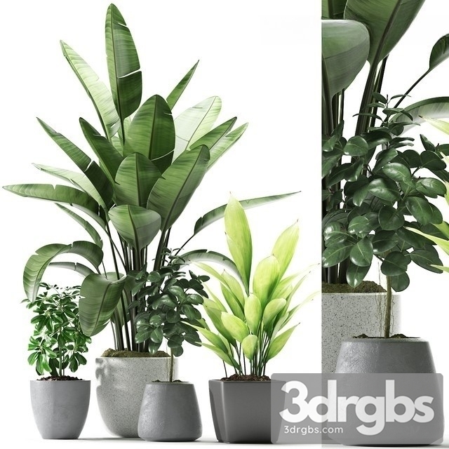 Indoor Plant Set 172
