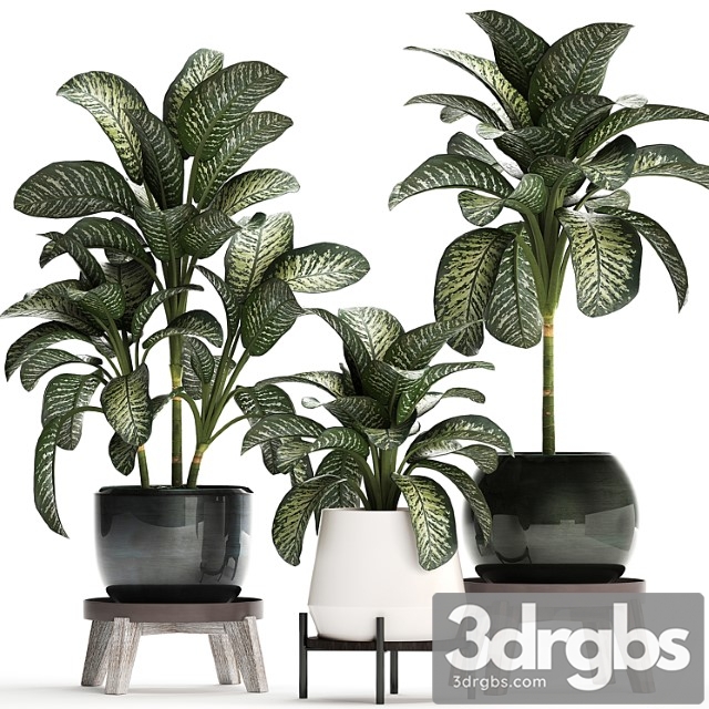 Collection of small plants in modern stylish round pots on legs with diffenbachia, luxury. set 452.
