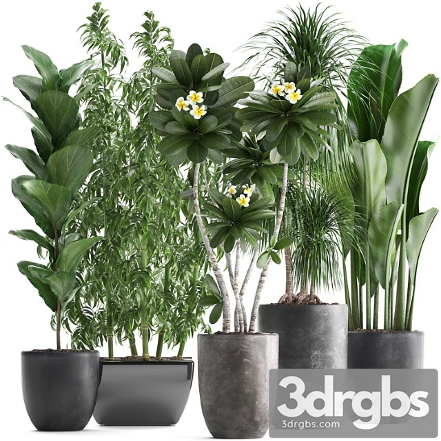 Collection of Exotic Plants in Black Pots and Vases for Decor and Interior with Bamboo Ficus Dracaena Banana Plumeria Bushes Set 311