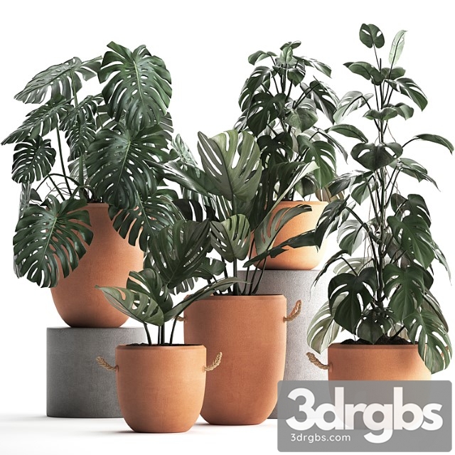 Collection of small bushes of plants in clay pots with handles with monstera flower, clinker. set 423.