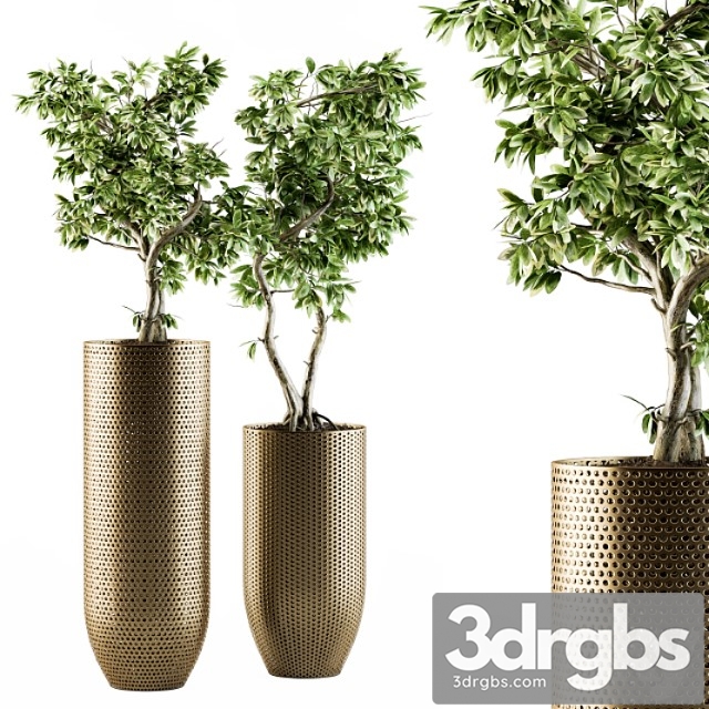 Indoor plant set 91 - bonsai ficus benjamina