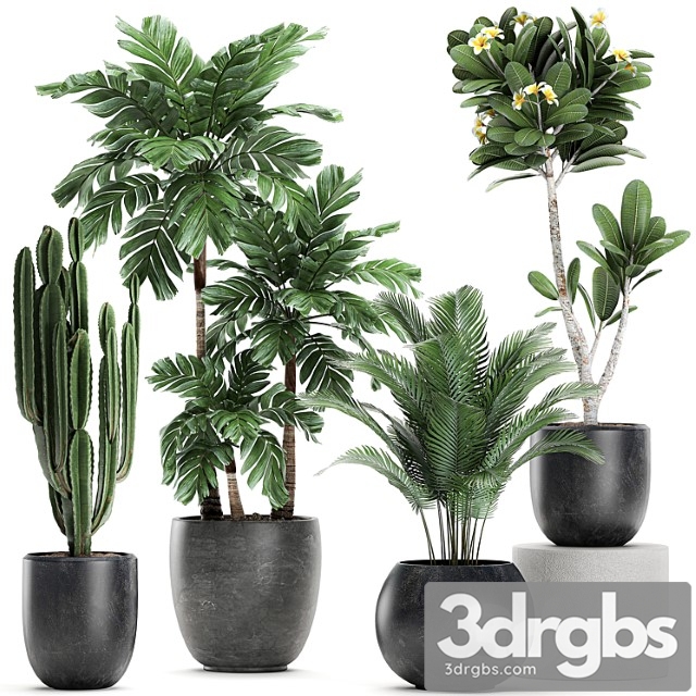 Collection of exotic plants in black pots with palm cariota, cactus cereus, frangipani tree. set 678