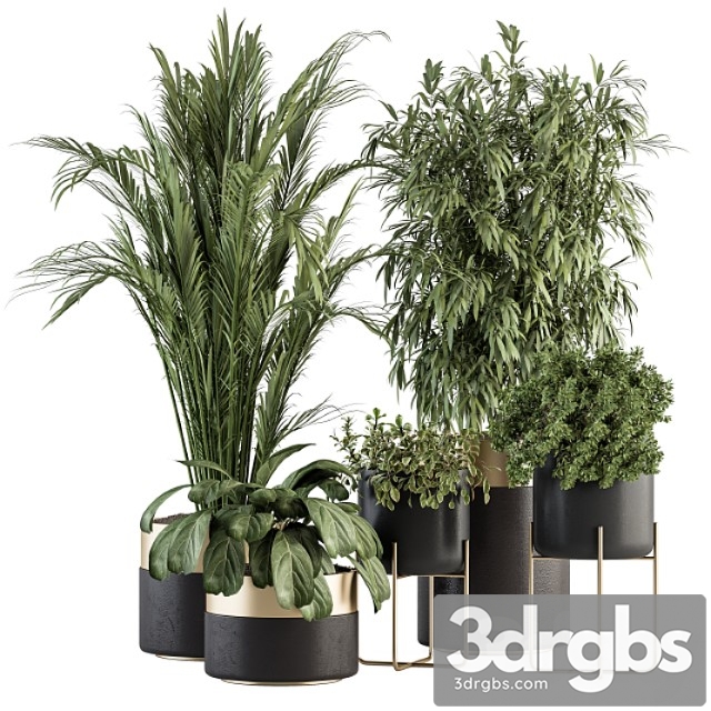 Indoor plant set 298 - plant set in black and gold pot