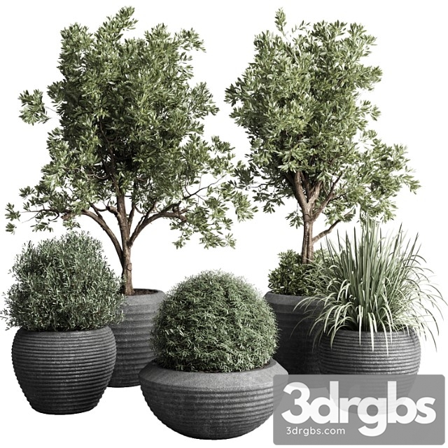 Collection Indoor Outdoor Plant 120 Plant Tree Grass Vase Dirty Concrete