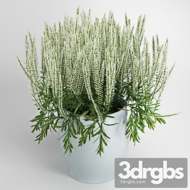 White Chi Calluna